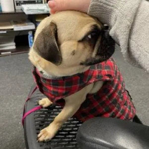 meet niko, the best mascot a plumbing company could ever want